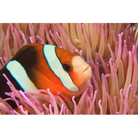 Anemonefish Scuba Diving Tukang Besi Indonesia Stretched Canvas - Stuart Westmorland  DanitaDelimont (26 x