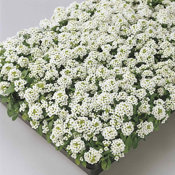 Alyssum Easter Bonnet Seeds - Color: White - Approx 5000 Annual Flower Garden Seeds - Lobularia maritima
