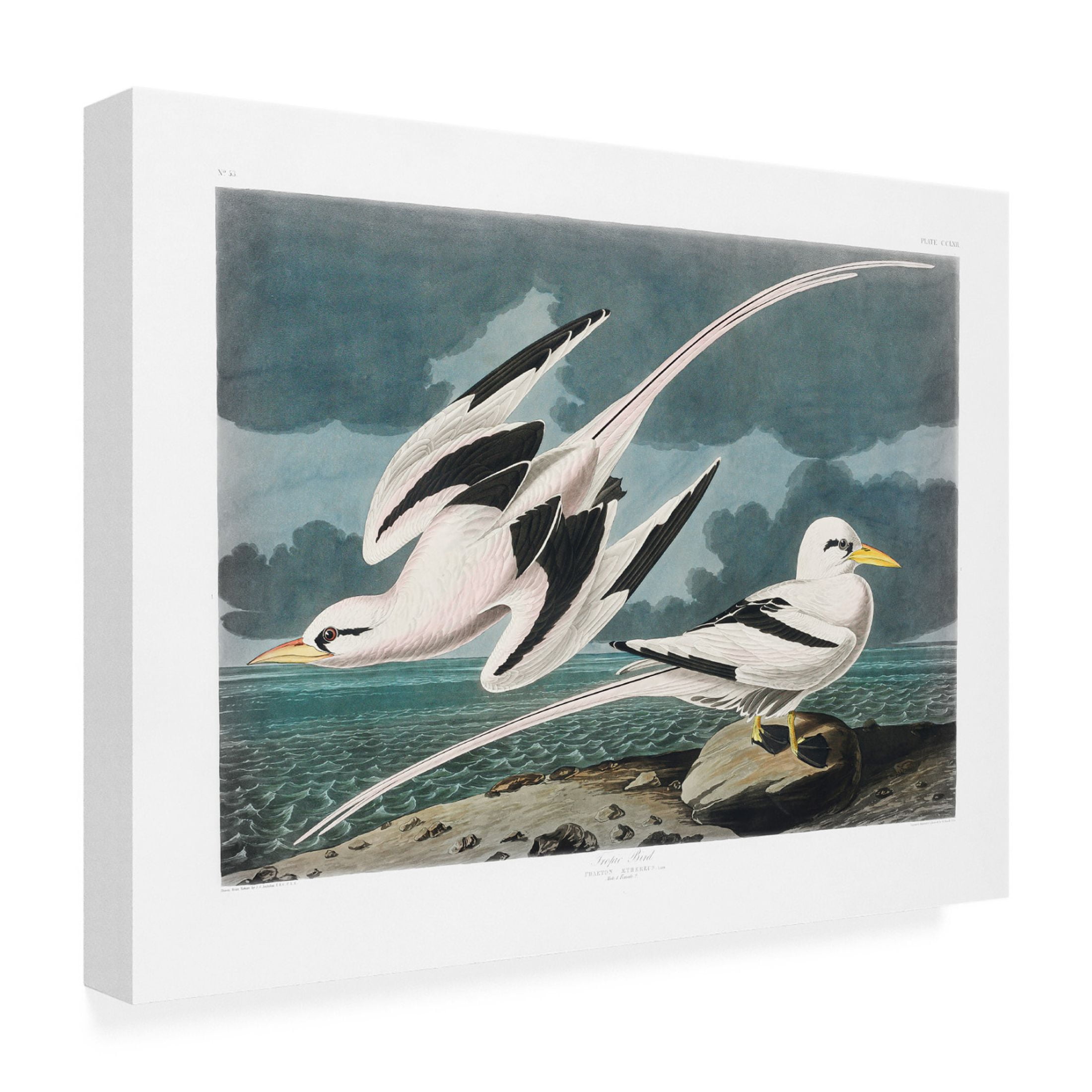 Trademark Fine Art Pictufy   Tropic Bird From Birds of America 1827 Canvas Wall Art