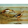 thumbnail image 3 of Louis Agassiz Fuertes 24x18 Black Modern Framed Museum Art Print Titled - Egyptian Goose, Orinoco Goose (1922-1926), 3 of 5