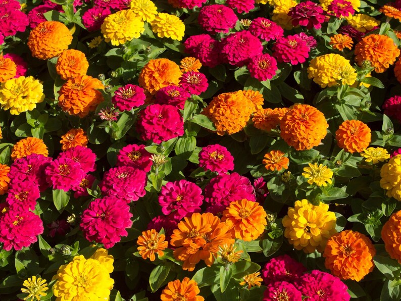 30 Zinnia Seeds - Open-Pollinated Common Zinnia - Summer Blooms - Easy to Grow