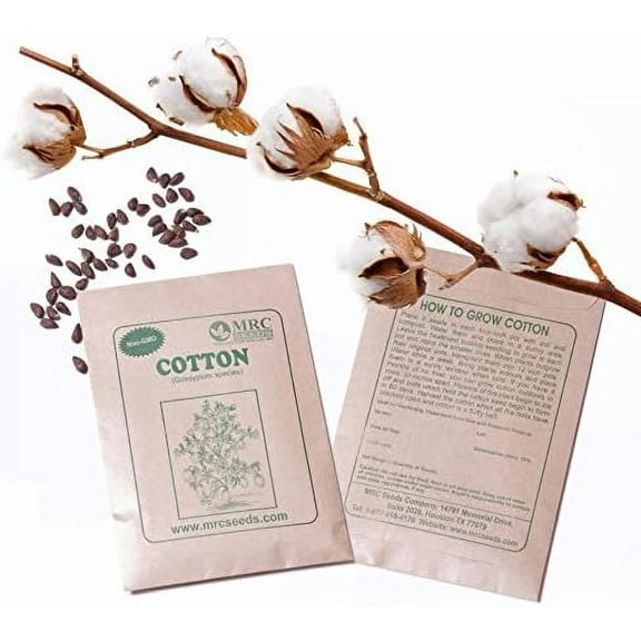 MRC Brand Cotton seeds Non-GMO, untreated 20 cotton seeds