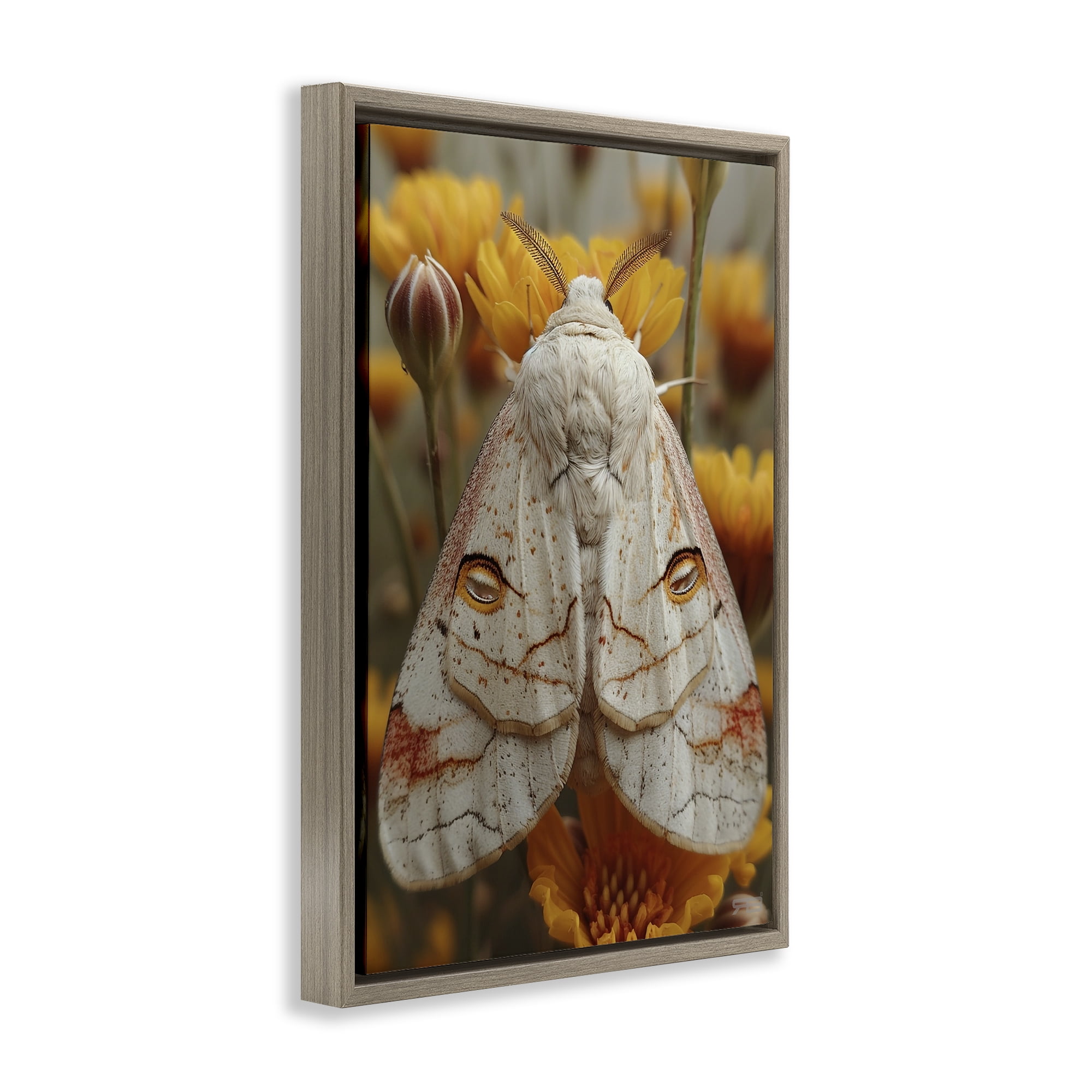 Stupell Industries Delicate Luna Moth Animals & Insects Painting Brown Floater Framed Canvas Art Print Wall Art, 17 x 25