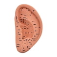 thumbnail image 1 of Tachiuwa Ear Model Educational Versatile Lab Supplies Simulation Smooth School Accessorie 22cm, 1 of 9