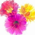thumbnail image 2 of Reynolds, Richard 26x26 White Modern Wood Framed Museum Art Print Titled - Three Echinopsis, 2 of 4
