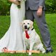 thumbnail image 4 of Collar de perro con lazo ajustable, collar de perro con corbata, collares formales de boda para perros y mascotas, 4 of 5