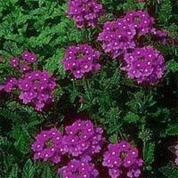Seedville 500 Hardy Moss Verbena Flower Seeds, Fragrant Groundcover