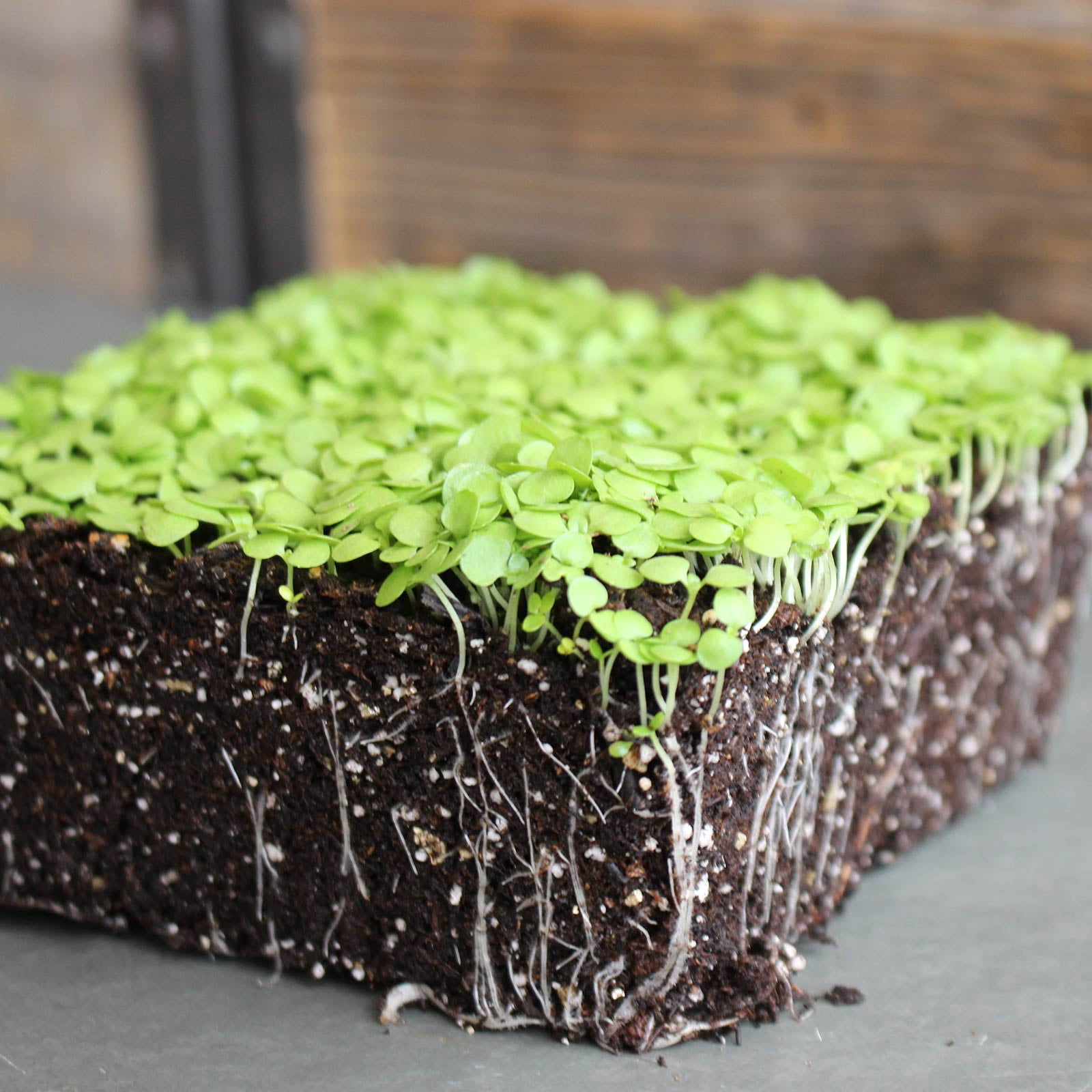 Paracress Seeds - 1 Oz - Non-GMO Medicinal Herb Garden & Microgreens Seeds - AKA: Toothache Plant, Electric Daisy, Eyeball Plant, Peek-A-Boo, Electric Buttons