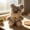 Multicolor_B, variant on STROLA Schnauzer Stuffed Animal 8 Inch Mini Plush Toy Soft Schnauzer Dog Plushie Wedding Litter Toss Favors Bulk Small Plush Puppy for Dog Lovers Gift