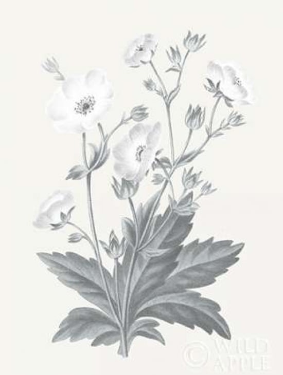 22 x 28 Neutral Botanical III Poster Print by Wild Apple Portfolio 