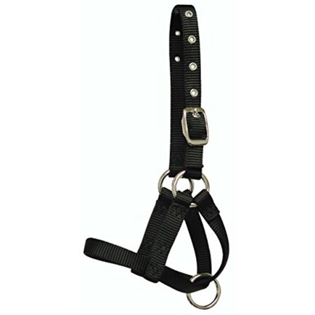 Hamilton 5/8 Inch Alpaca Halter with Buckle Adjustable Head Strap, Average, Black