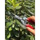 thumbnail image 5 of Bonsai Plant Flower Pruner, 100% Stainless Garden Spruce (gpps-1008). Colibri Florist And Gardening Scissors, 5 of 5