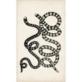thumbnail image 3 of Vision Studio 12x18 Black Modern Framed Museum Art Print Titled - Antique Snakes VI, 3 of 5