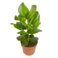 thumbnail image 2 of Clusia Rosea Princess (Autograph Plant)  5, 2 of 2