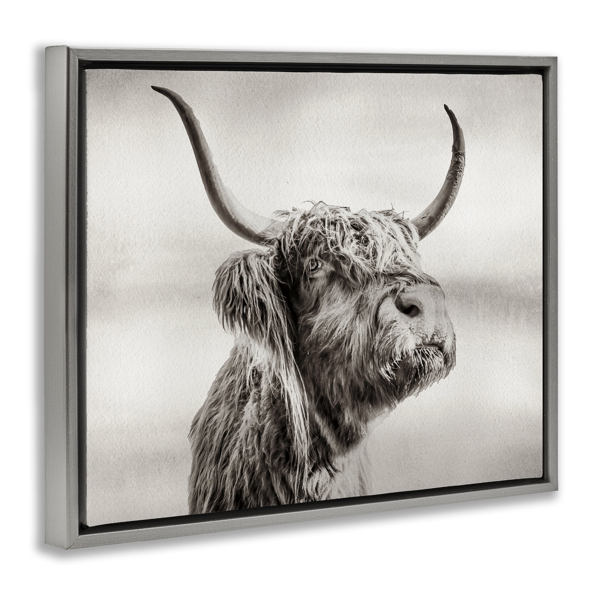 Stupell Industries Horned Highland Cow Gazing Gray Framed Floater Canvas Wall Art, design by Julia Frost