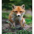 thumbnail image 3 of Ambesonne Fox Duvet Cover Sets, Young Coyote Photo, 2-Queen, Ginger Multicolor, 3 of 7