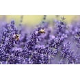 thumbnail image 5 of Lavender Flower Buds Sachets - 18 Packs 100% Natural Dried Lavender Flowers for Home Fragrance Drawers Freshener, 5 of 5