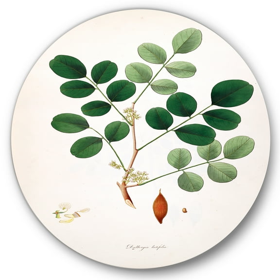 Designart 'Ancient Plant Life XI' Farmhouse Circle Metal Wall Art 36x36 - Disc of 36