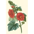 thumbnail image 2 of Turpin 17x24 Gold Ornate Wood Framed with Double Matting Museum Art Print Titled - Crimson Beauty II, 2 of 4