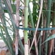thumbnail image 3 of Soporte de plantas ajustable Tomates de plantas de jardín 50 piezas, 3 of 9