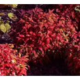 thumbnail image 3 of Fire Power Heavenly Bambo - Nandina - 4" Pot, 3 of 4