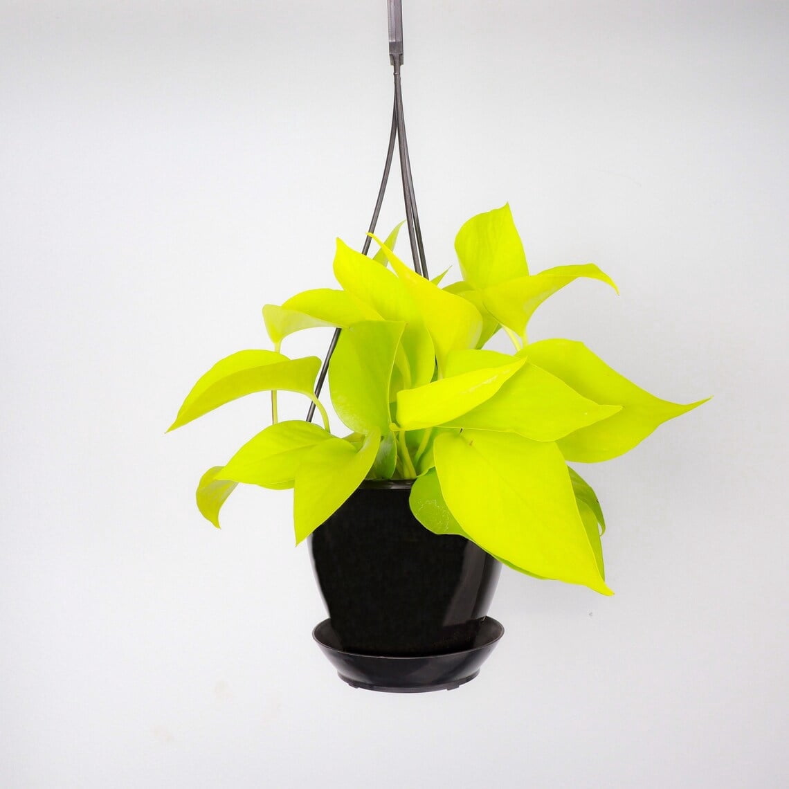 Live Neon Pothos Plant - 4" Hanging Pot - Black