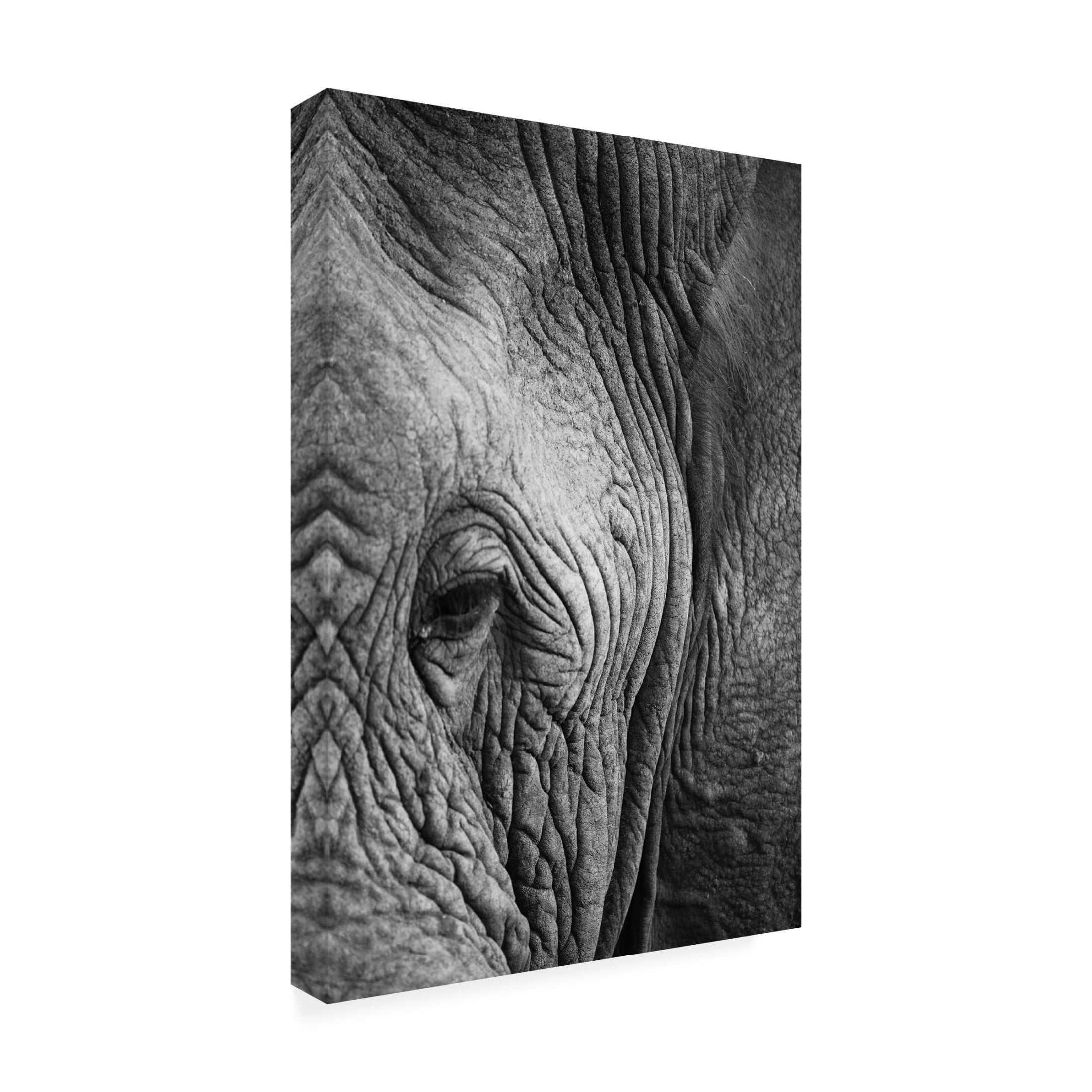 Trademark Fine Art Shot by Clint Elephant Study Canvas Wall Art