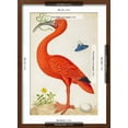 thumbnail image 5 of Art.com Curlew Catesby (or Scarlet Ibis) Art Print by Maria Sibylla Merian, Brown Frame Wall Art, 17" x 23", 5 of 5