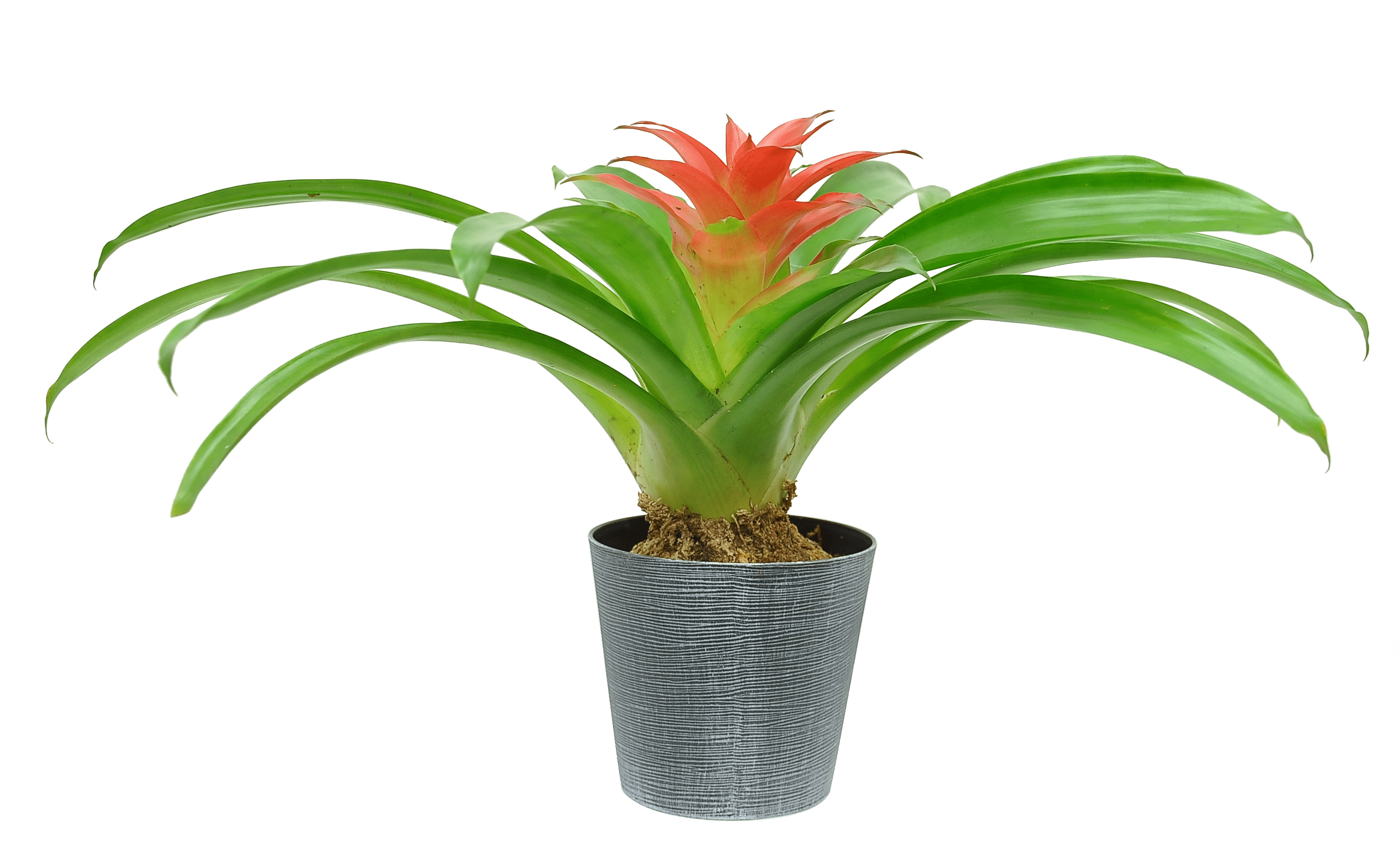 Costa Farms Live Indoor 8in. Tall Multicolor Bromeliad, Indirect ...