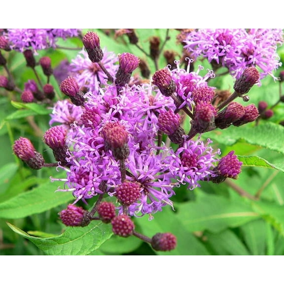 Ironweed Plant - Unique Purple Blooms - Vernonia gigantea - Rootstock to Plant in Your Own Garden (3 Rootstock)