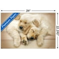 thumbnail image 3 of Keith Kimberlin - Puppies - Golden Retrievers Cuddling Wall Poster with Push Pins, 22.375" x 34", 3 of 3