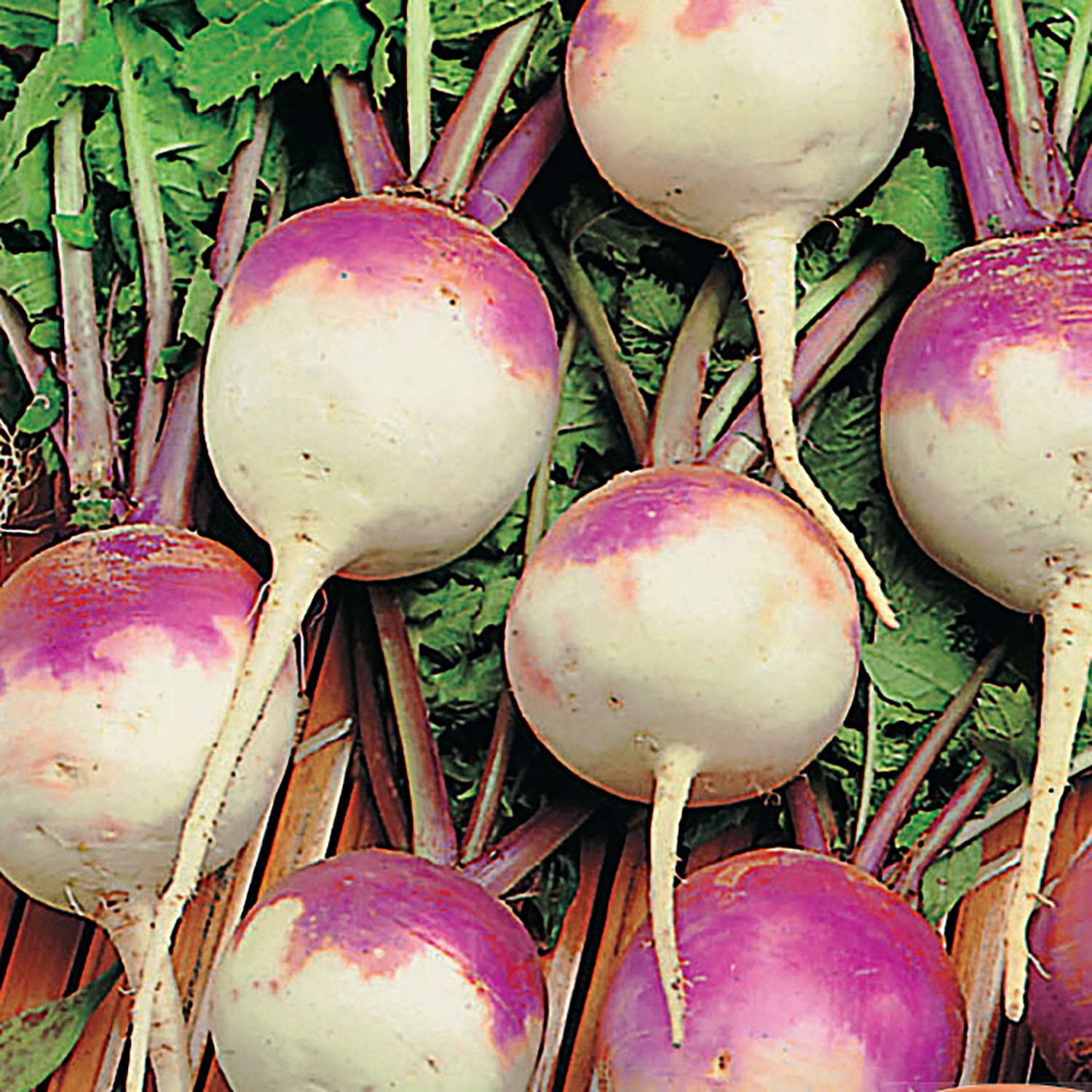 American Seed Turnip Purple Top White Seeds Annual Vegetables Full Sun