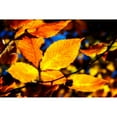 thumbnail image 3 of Hausenflock, Alan 14x11 Black Modern Framed Museum Art Print Titled - Autumn Impressions IX, 3 of 5
