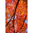 thumbnail image 3 of Hausenflock, Alan 11x14 Black Modern Framed Museum Art Print Titled - Autumn Glory I, 3 of 5