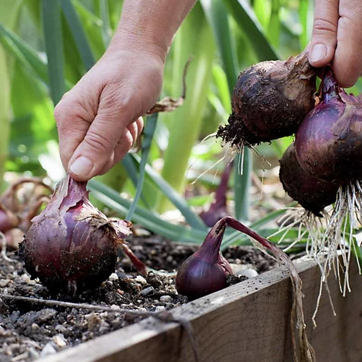 Mixed Red, White and Yellow Onion Sets 1 Pound, Non-GMO Bulbs for Planting - Onion Assortment