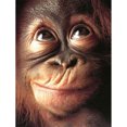 thumbnail image 2 of Cuadros Decorativos Chimpancés Diamond Painting Kits Full Square Drill Home Decor 30x40cm (V2541) Ehuebsd embutido en tela, 2 of 8