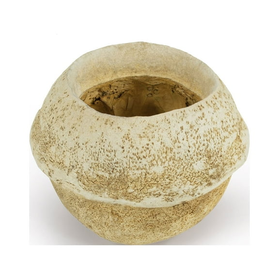 Vickerman 5" Bleached Sapa Pod, 3 pack, Dried