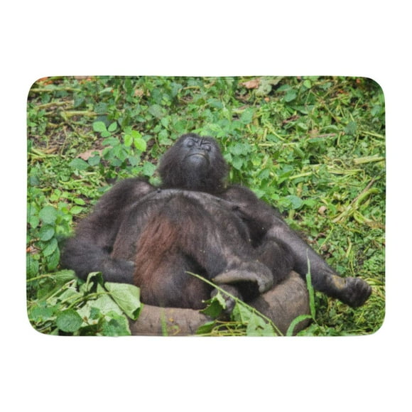YUSDECOR Forest Animal Mountain Gorilla Taking Rest Taken from Virunga National Park in D R Congo Face Wild Rug Doormat Bath Mat 23.6x15.7 inch