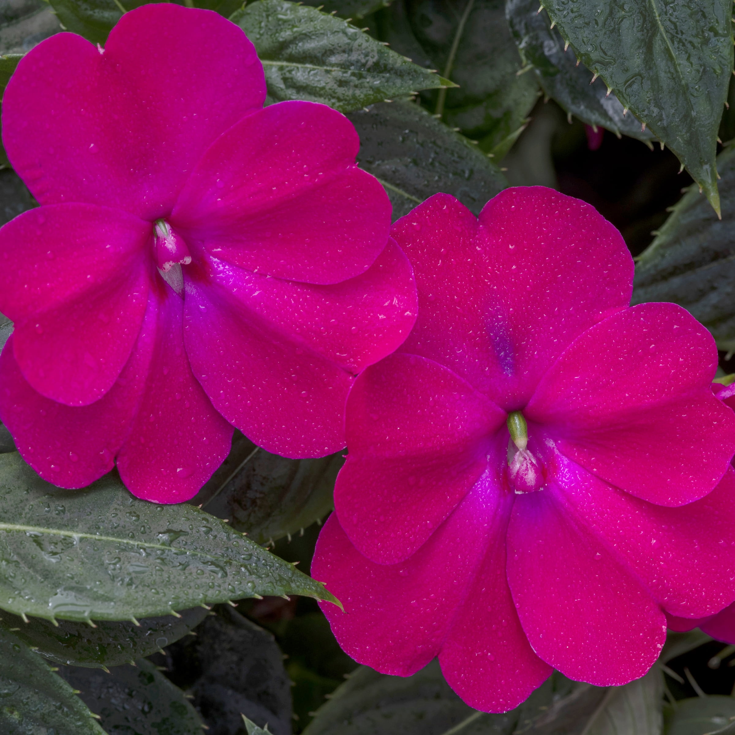 2.5 in. Impatiens Compact Rose Glow SunPatiens Live Annual Plant Full Sun (3-Pack)