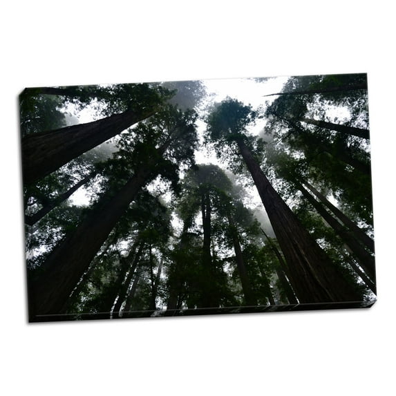 Gango Home Decor Redwoods I by Brian Moore (Ready to Hang); One 36x24in Hand-Stretched Canvas
