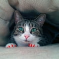 thumbnail image 4 of Pretty Claws Wild Cherry Red Nail Caps for Cats - Kitten Size - 60 Pack ~ Stylish, 4 of 4