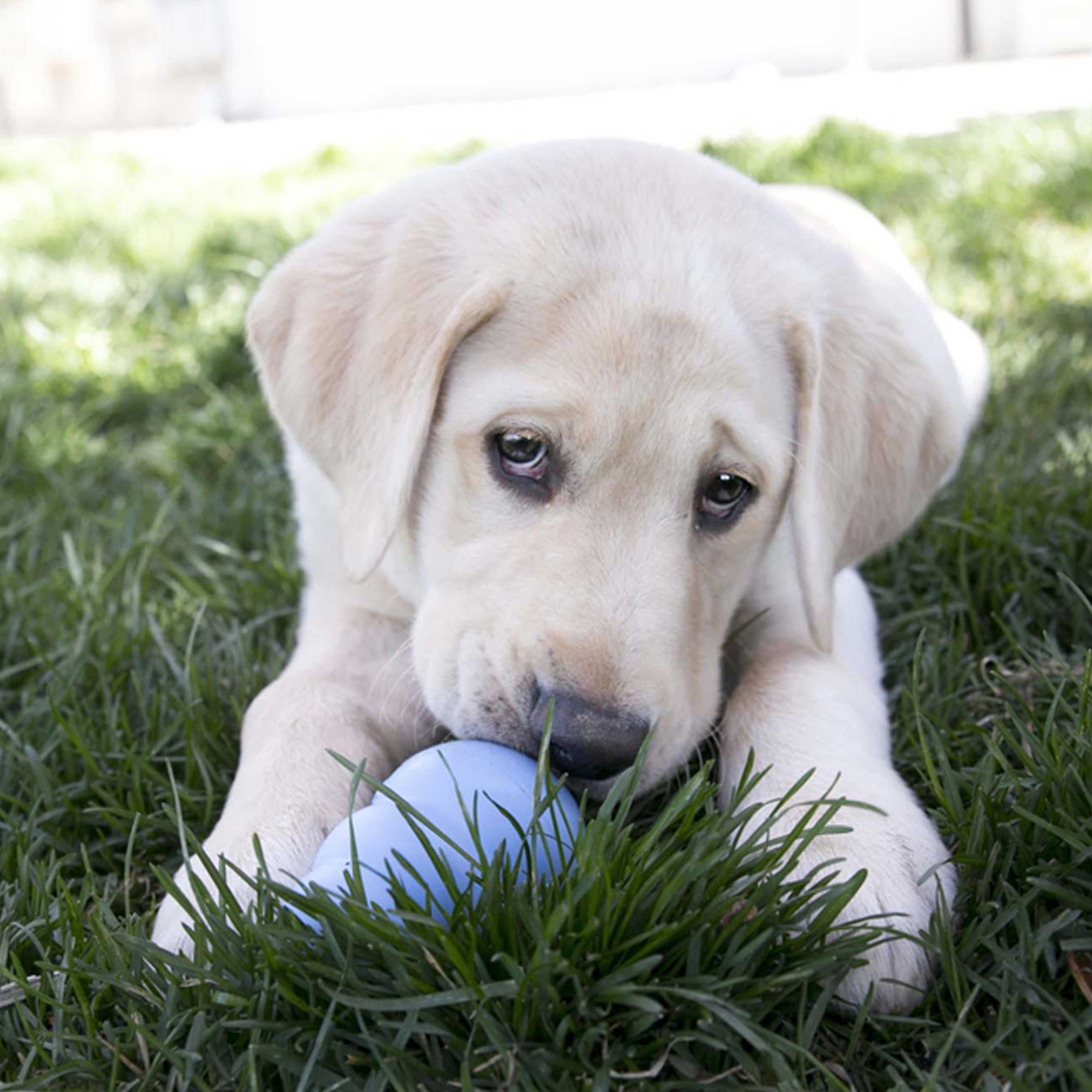 KONG® Classic Rubber Puppy Dog Toy for Beginner Chewers, Blue, Large for Dogs Between 30-65 lbs