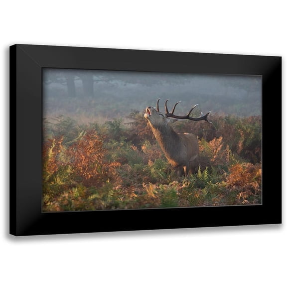 Meswani, Prashant 14x11 Black Modern Framed Museum Art Print Titled - Bellowing Stag Deer