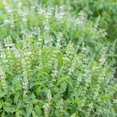 thumbnail image 2 of HJADGG Lemon Basil 220 Seeds-Non-GMO, Heirloom, Citrusy & Fragrant, Perfect for Cooking, Teas, and Home Gardens, 2 of 3