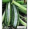 thumbnail image 6 of Isla's Garden Seeds 30 Cocozelle Zucchini Summer Squash Seeds, Non GMO Seeds, 6 of 8