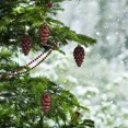 thumbnail image 5 of KCEHTA 8PCS Christmas Pine Cone Ornaments, Pine Cone Ornaments for Christmas Tree, Glitter Pinecone Christmas Ornaments for Xmas Tree Fall Thanksgiving Decorations, 5 of 7