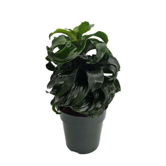Twister Dragon Tree - Dracaena fragrans - 6" Pot -