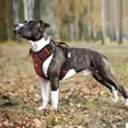 thumbnail image 2 of Pet Artist Reflective Dog Harness No Pull Dog Vest Harness With Handle, Breathable Padded Dog Chest Harness Adjustable for Small Dog, 2 of 6