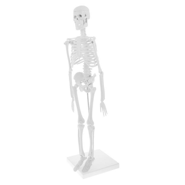 Squelette humain miniature Shorty 45 cm