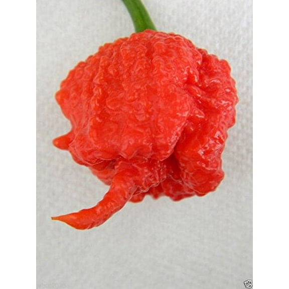 Carolina Reaper - (10 Organic Seeds) the World's Hottest Chilli